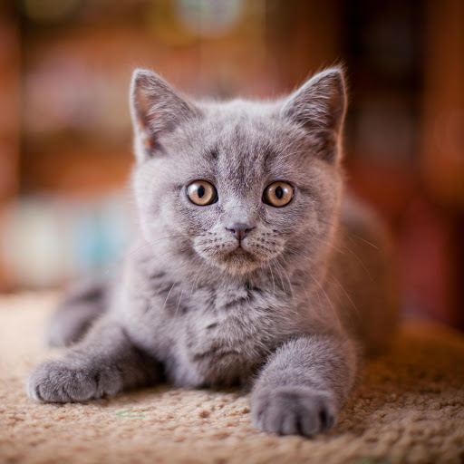 Hd-186186-ascw186186