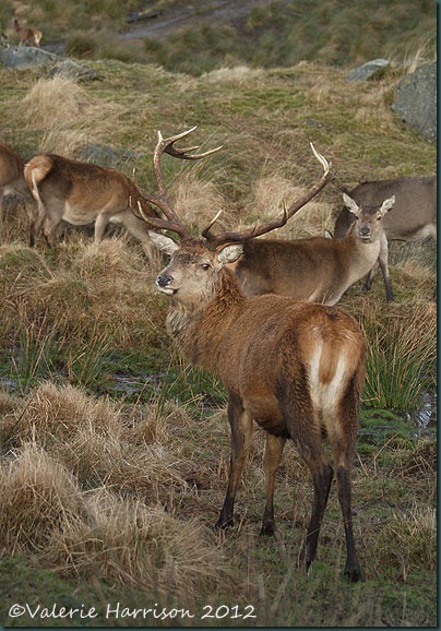 36-red-deer