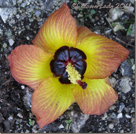 07-13-sea-hibiscus
