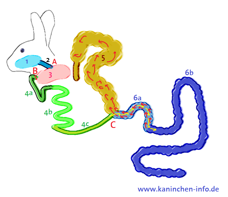 Biologie An Der Ksr Makroskopische Darstellung Der Verdauungsorgane