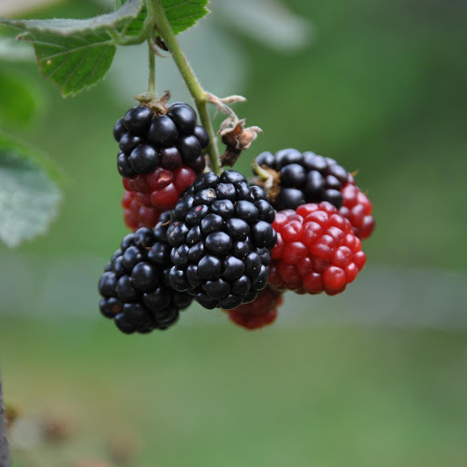 Hd-183475-ascw183475