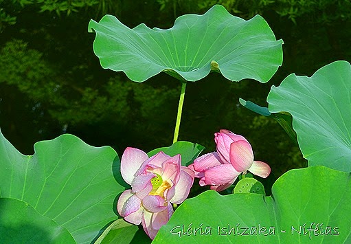 Glória Ishizaka - flores 73