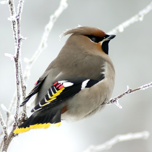 Hd-177998-ascw177998