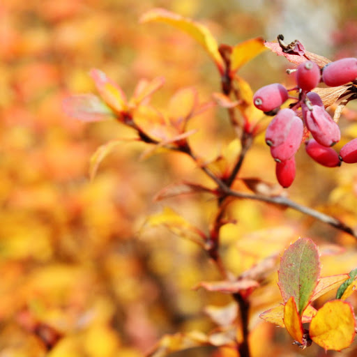 Hd-141592-ascw141592