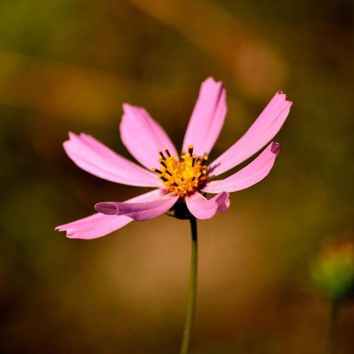 Hd-168321-ascw168321