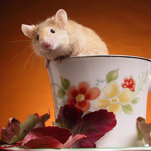 Hd-170423-ascw170423