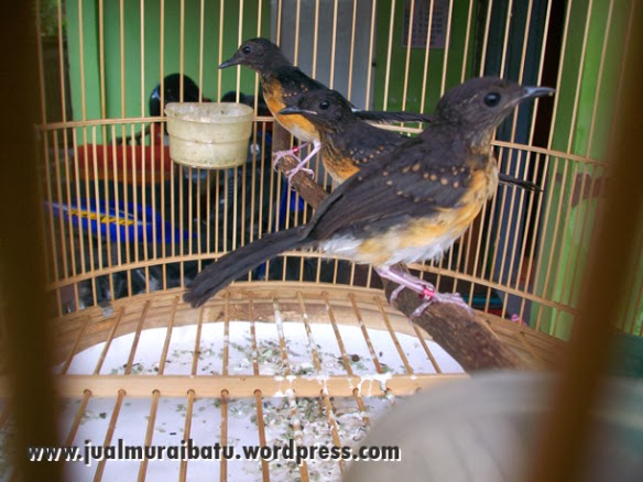Berita Terbaru CARA BETERNAK BURUNG MURAI BATU Berita Terbaru CARA BETERNAK BURUNG MURAI BATU