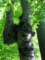 Pogled v drevesne krošnje