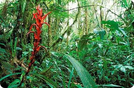ecosistemi ecosistemi