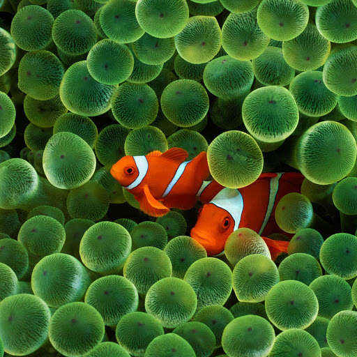 Hd-173795-ascw173795