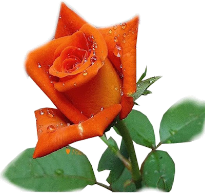 transparentflores.png