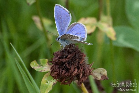 butterfly_20110729_blue1