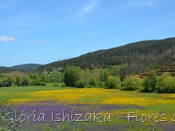 Glória Ishizaka - flores do campo 6