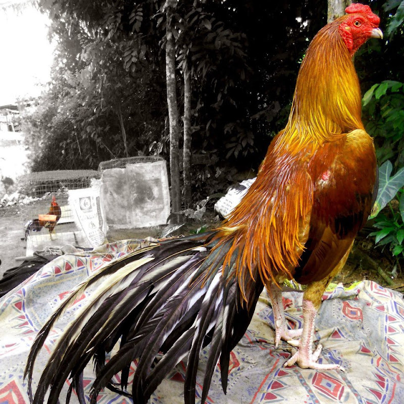  Ayam  Laga Ayam  Bangkok  Aduan Jual Ayam  Pakan Obat obatan 