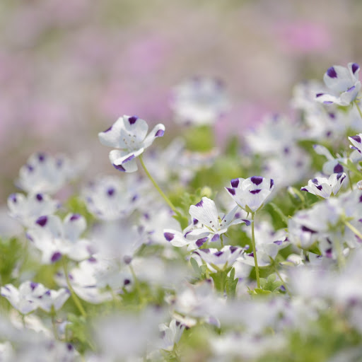 Hd-145247-ascw145247