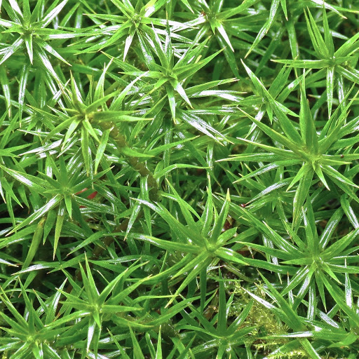 Hd-164514-ascw164514