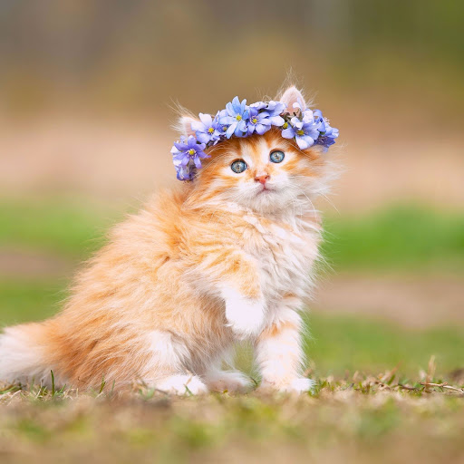 Hd-155947-ascw155947