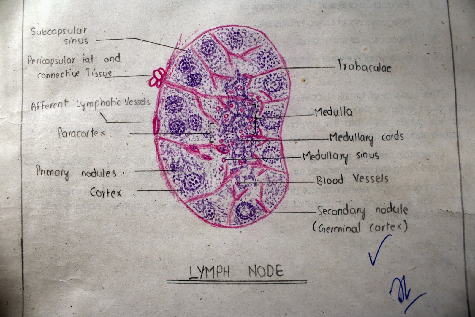 Тимус гистология препарат рисунок