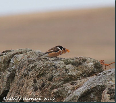 55-stonechat-and-emperor
