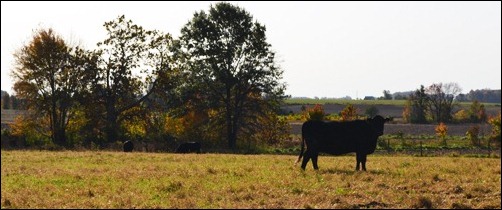 cows in the fall3