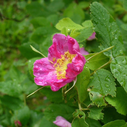 Hd-131658-ascw131658