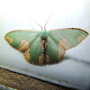 Neotropical Oospila Moth / Oospila Emerald Moth