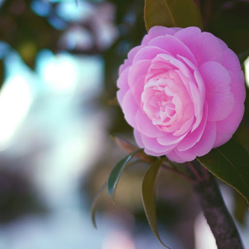 Hd-146585-ascw146585