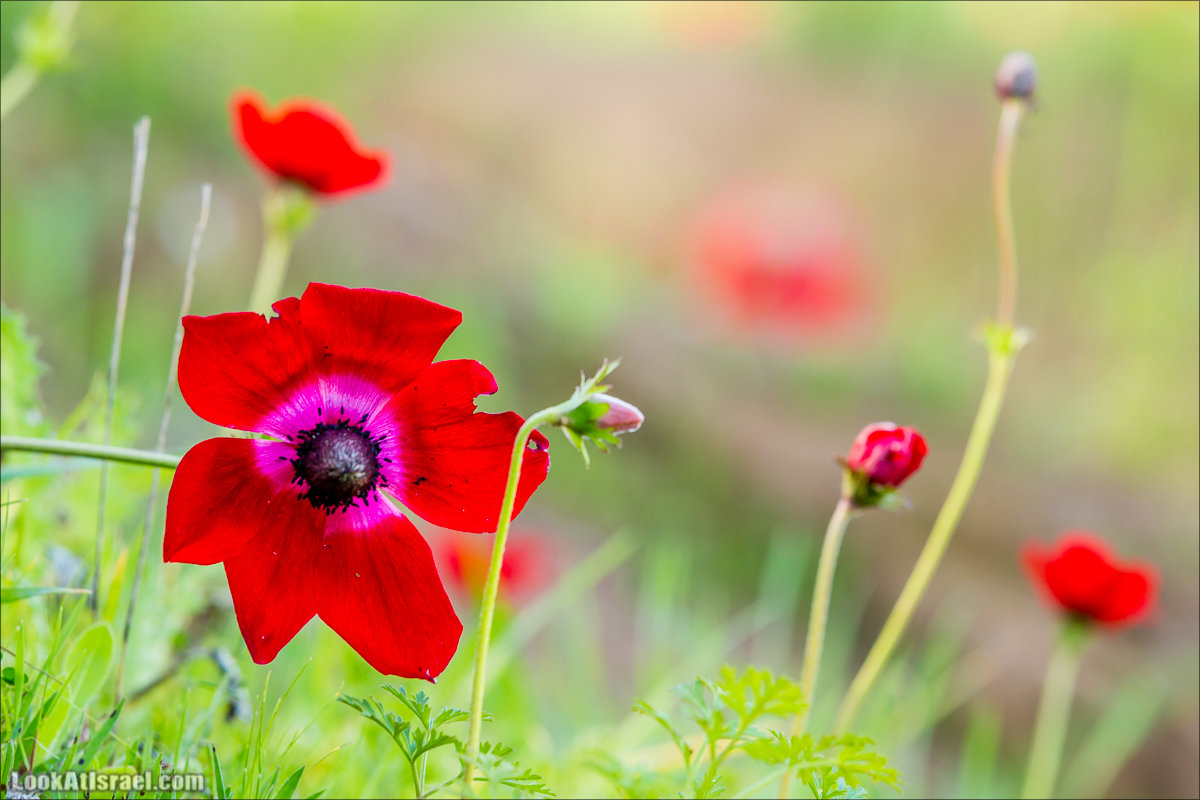 Анемоны (каланиет) пустыни Негев - Фестиваль Даром Адом в LookAtIsrael.com - Фото путешествия по Израилю | Red South festival of anemones in Negev | דרום אדום - קלניות בבארי