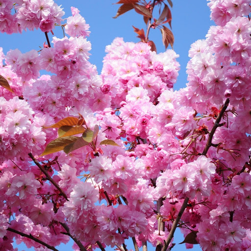 Hd-159955-ascw159955