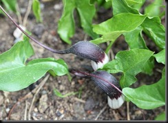 Arisarum proboscideum - Mouse Tail Plant - web