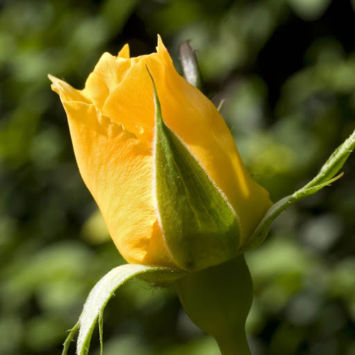 Hd-150025-ascw150025