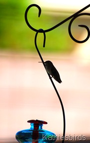 2. hummingbird feeder-kab