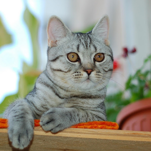 Hd-177192-ascw177192