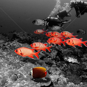Red Soldiers by Markus Schuhmacher - Animals Sea Creatures