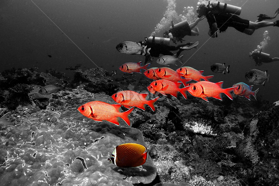 Red Soldiers by Markus Schuhmacher - Animals Sea Creatures