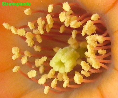 [Rebutia-pygmaea--calice-polline2.jpg]