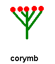 corymb inflorescence