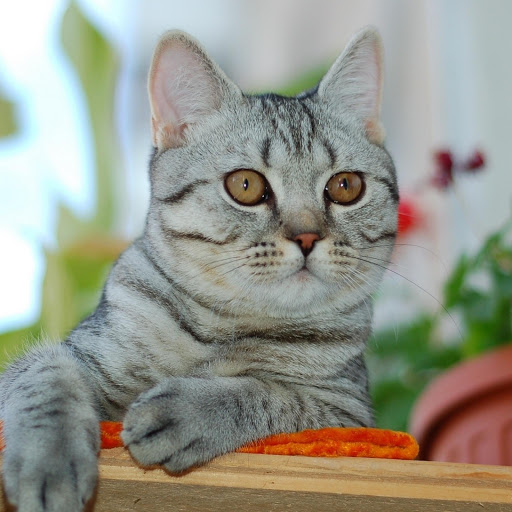 Hd-181633-ascw181633