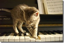 gato pianista blogdeimagenes (32)
