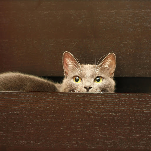 Hd-169906-ascw169906