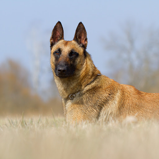 Hd-168520-ascw168520