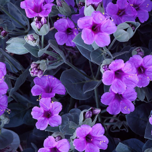 Hd-162782-ascw162782