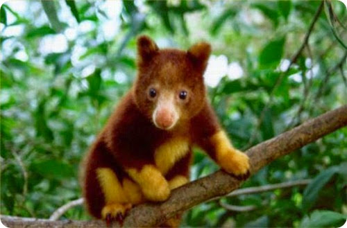 canguro arboricola canguro arboricola
