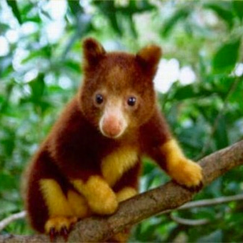 Le maggiori minacce per i canguri arboricoli sono la perdita di habitat forestale e la caccia.