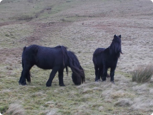 feral fell ponies
