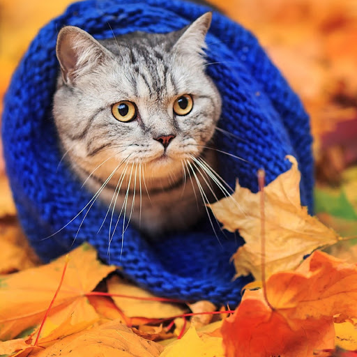 Hd-179982-ascw179982