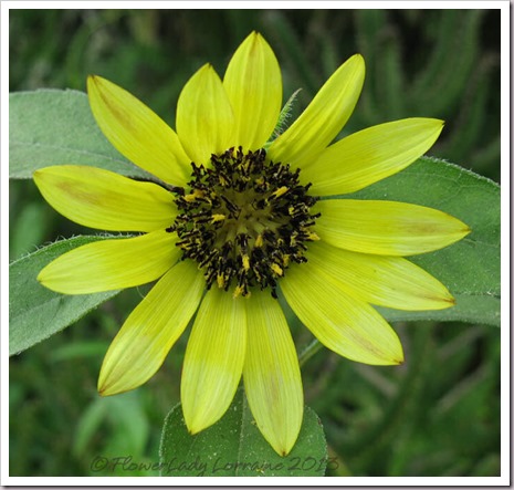 06-23-sunflower