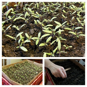 1-Garden1 1-Garden1