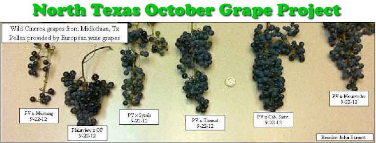 North Texas October Grape Project
