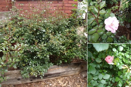 View pink rose cutting